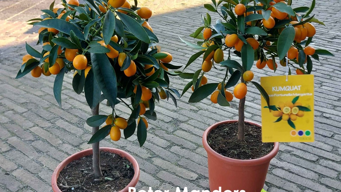 fruit uit eigen tuin